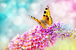 Tapeta Flower Butterfly 29195 - vliesová
